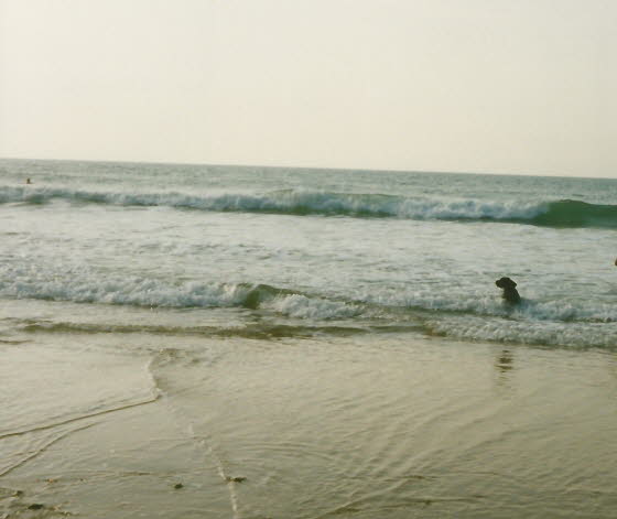 1992-10Falko im Meer